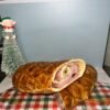 Pan de Jamon